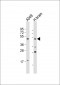 BMP4 Antibody